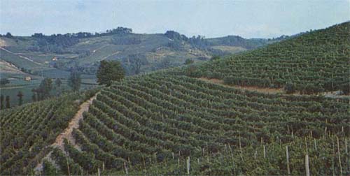 Castello d'Orsara's vineyards