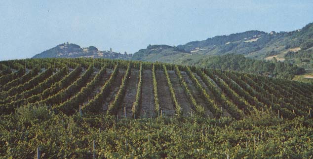Castello d'Orsara's vineyards